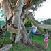 tree play for kids